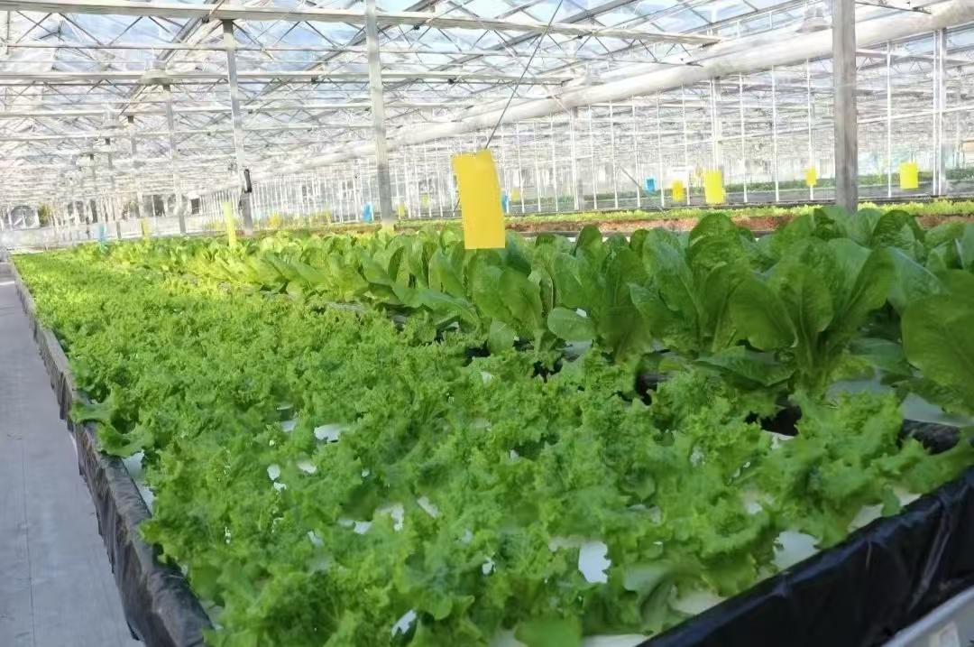 青州市广源温室工程有限公司玻璃温室案例