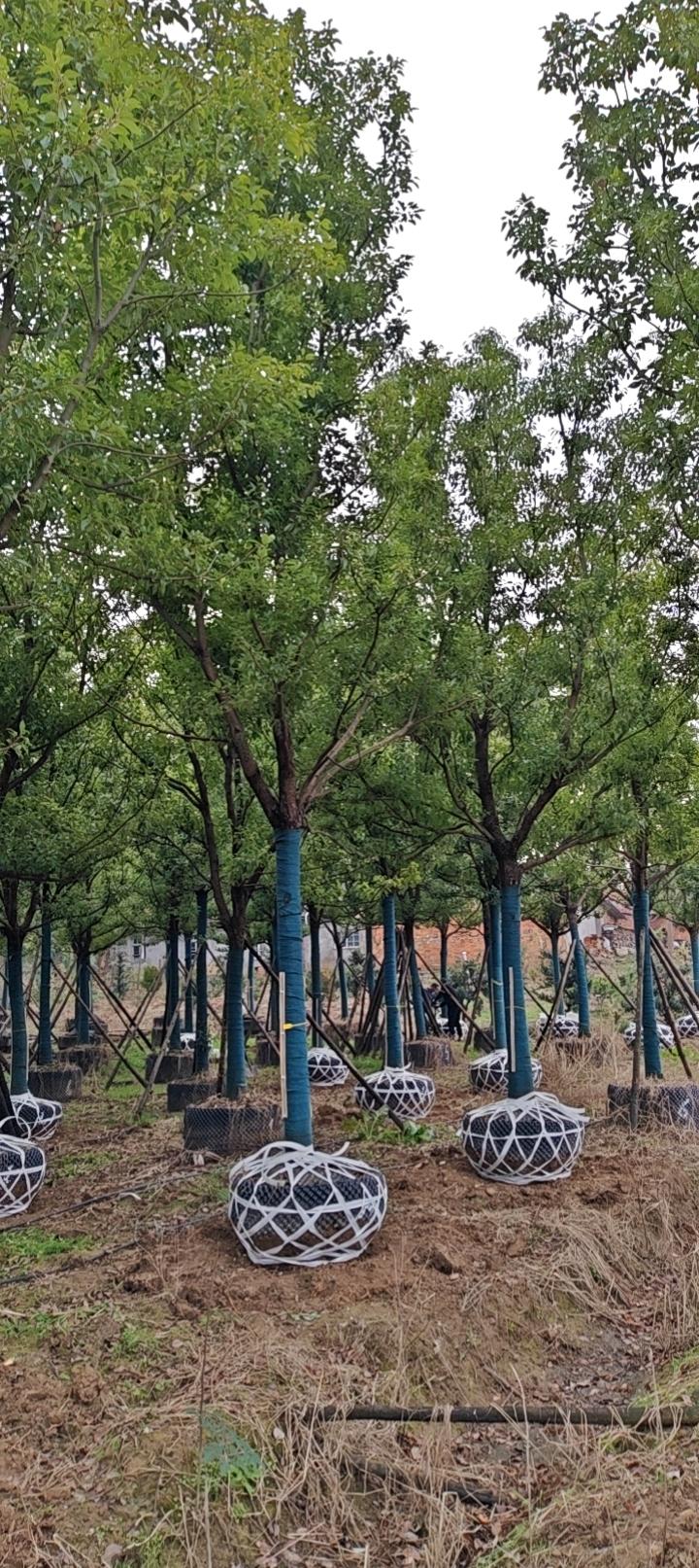 香樟苗木基地实拍