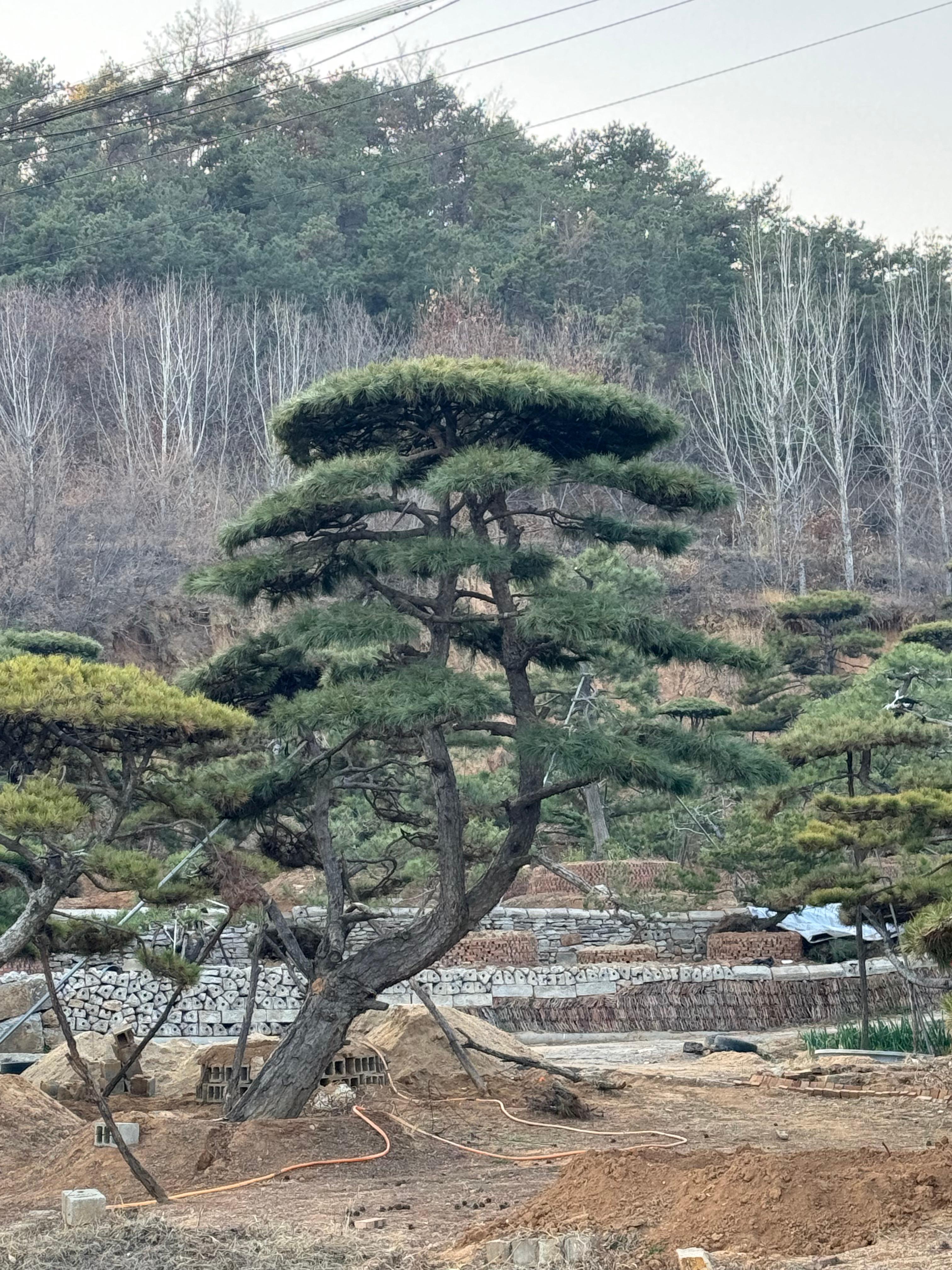 山东军辉园林绿化有限公司基地实景