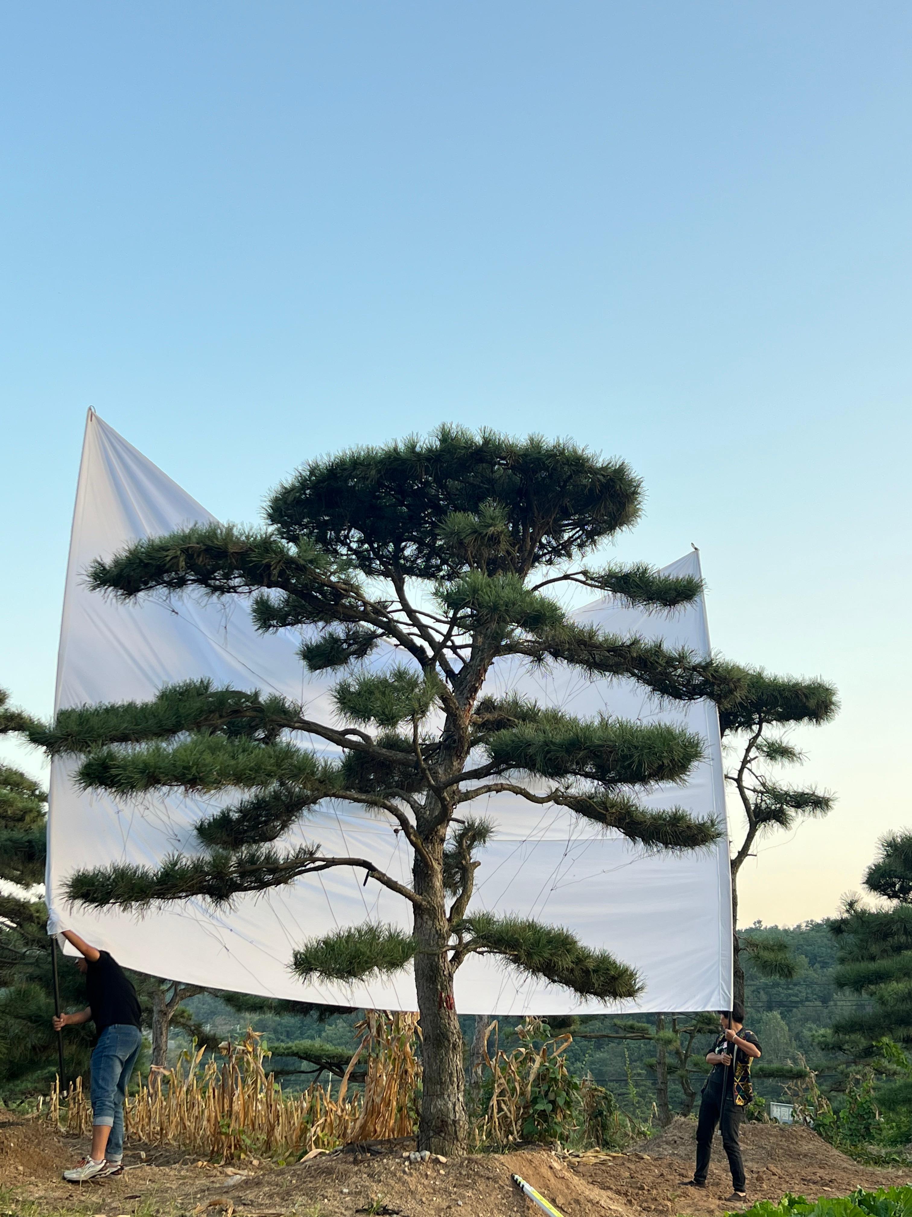 造型松基地
