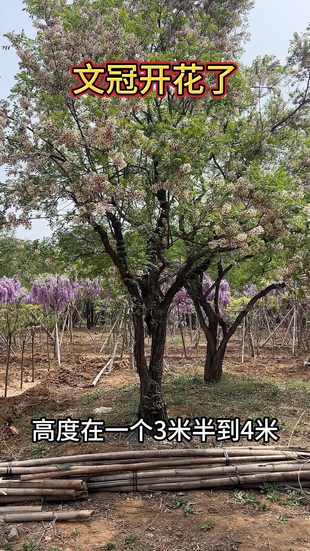 蠡县艺雅苗圃场苗木实拍