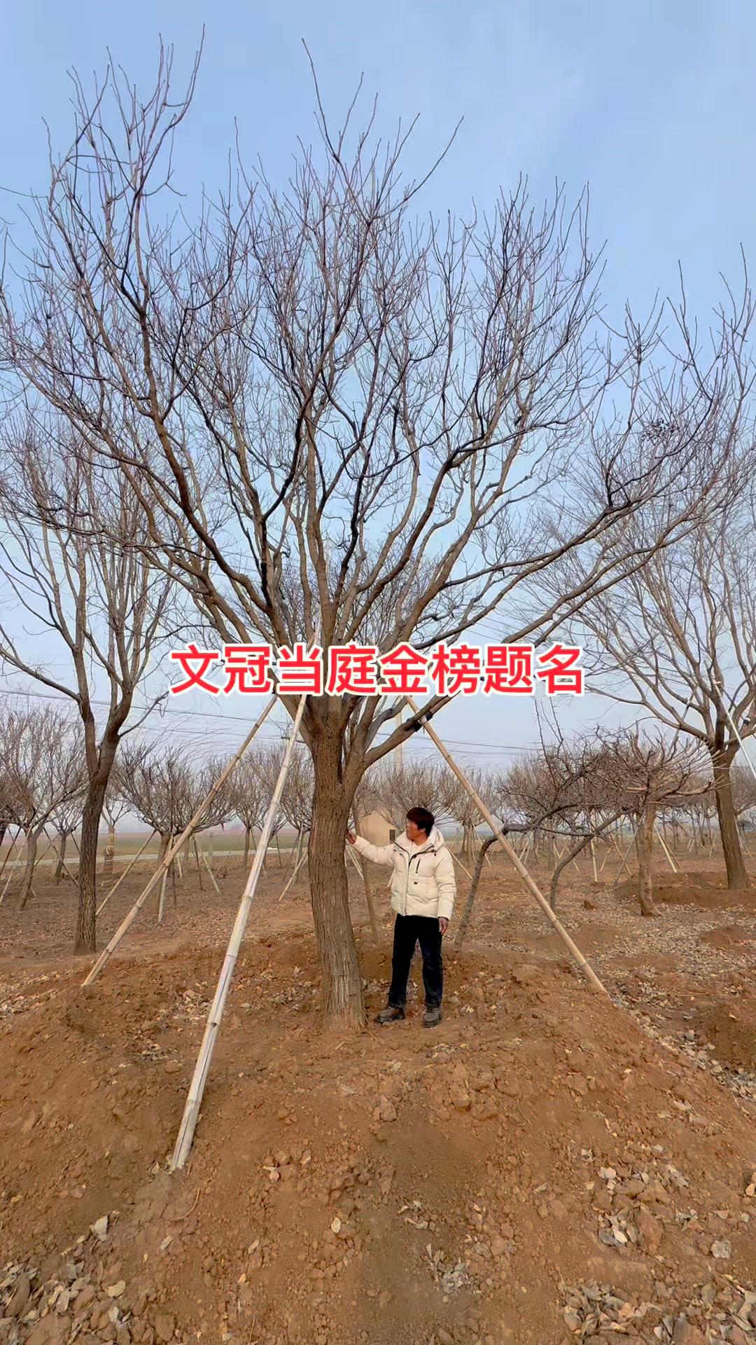 蠡县艺雅苗圃场文冠树展示