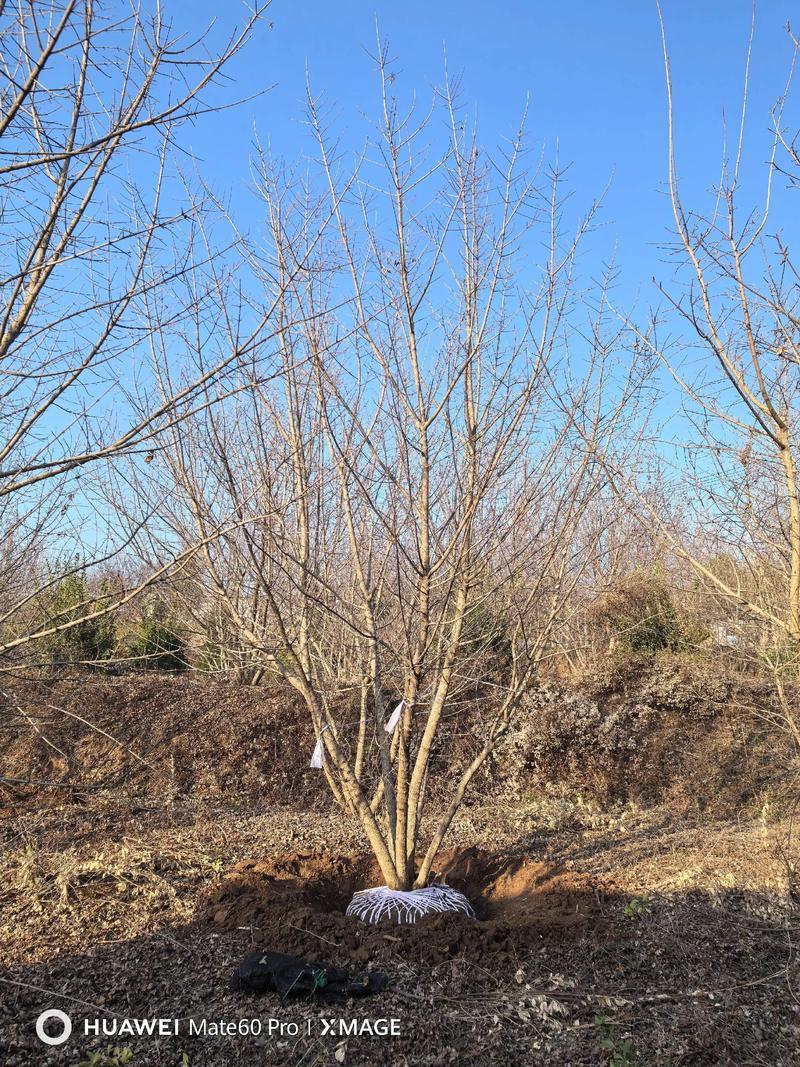 保定峻熙苗木花卉种植有限公司基地实景