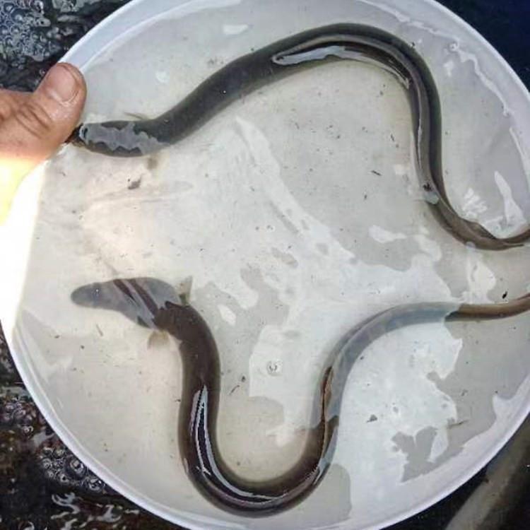 鳗鱼苗养殖场实拍