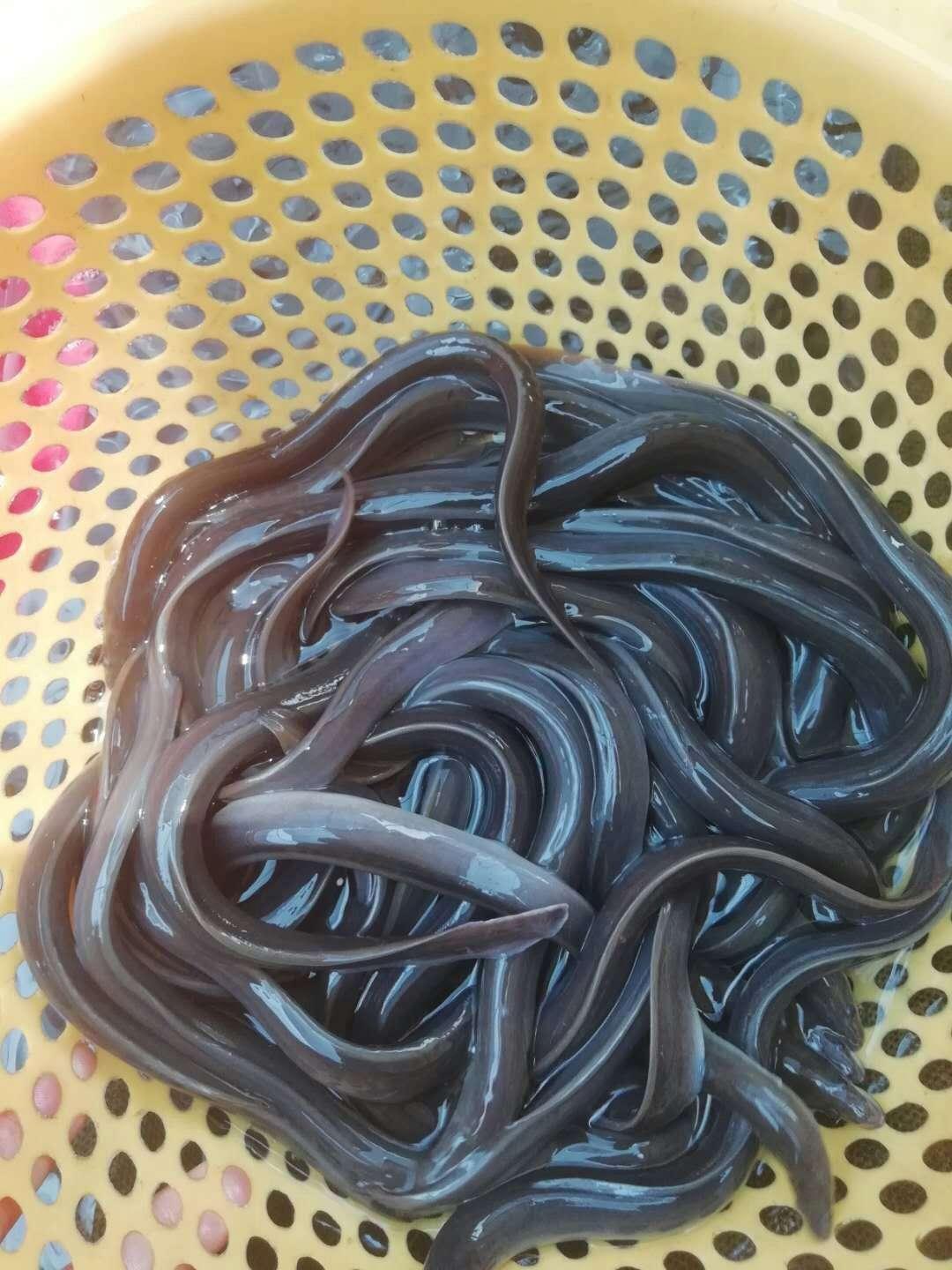 技术团队指导养殖
