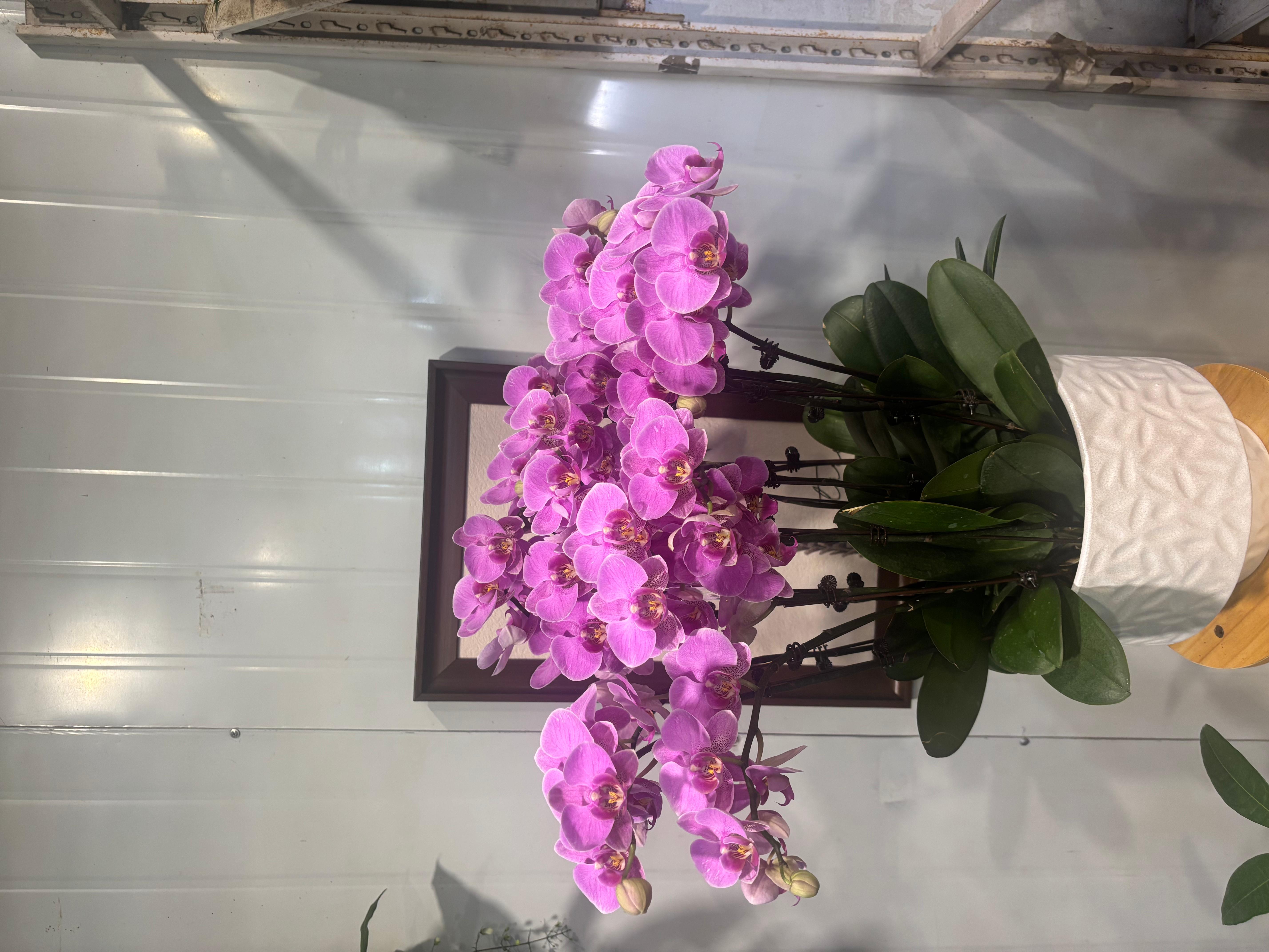 江西碧盈花卉园艺设计有限公司实景