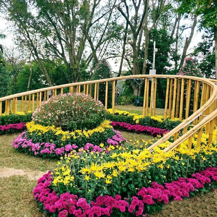 菊花展现场图片