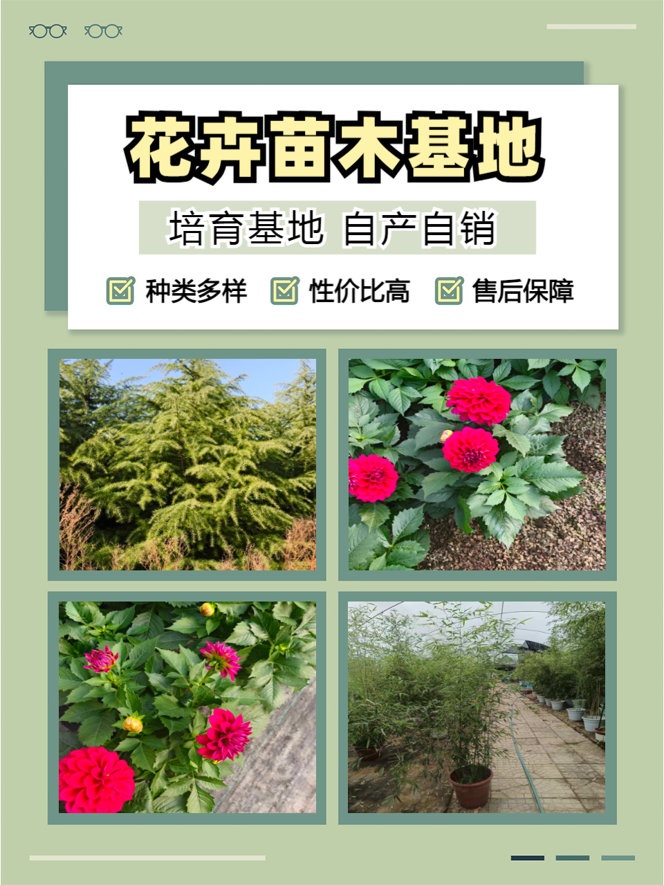 青州志民花卉苗木专业合作社草花基地实景