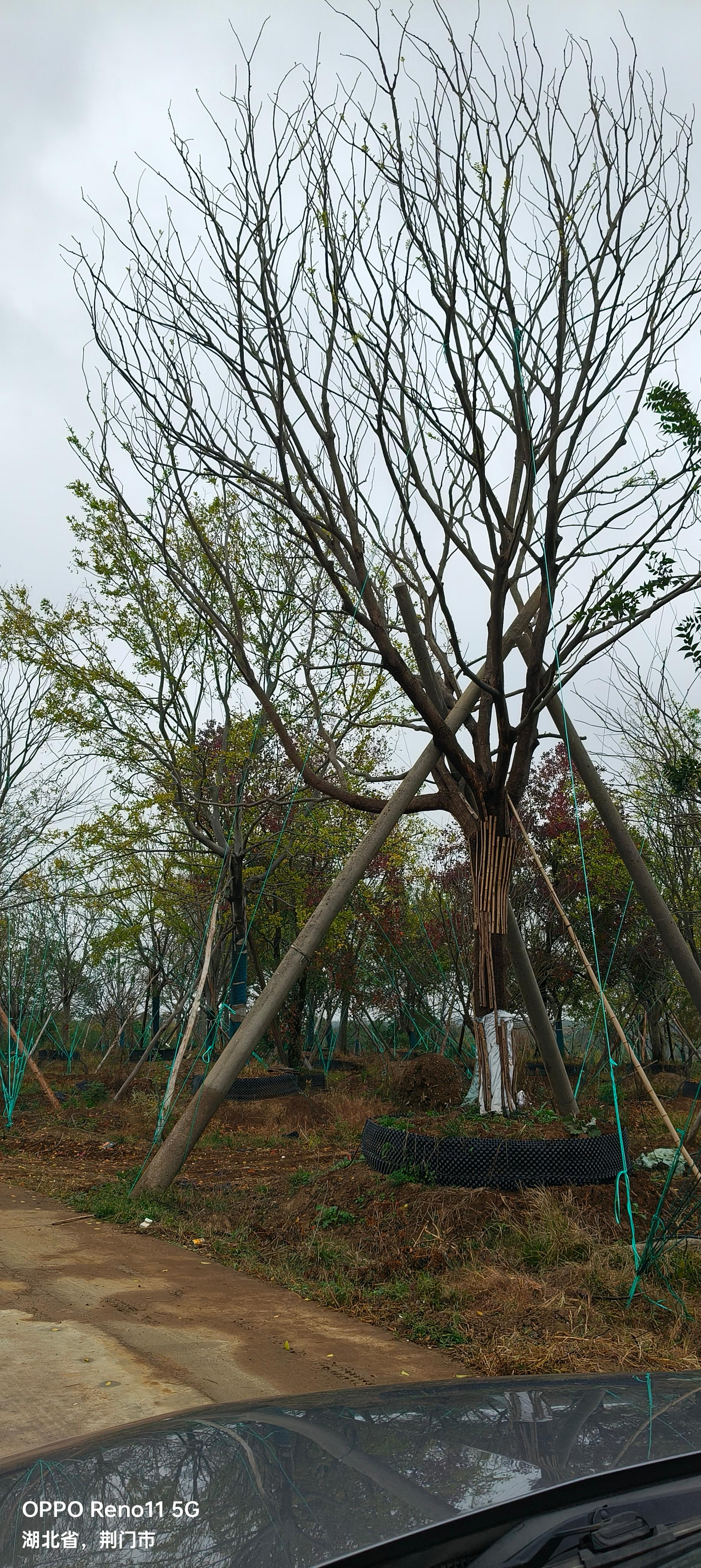 朴树基地实拍
