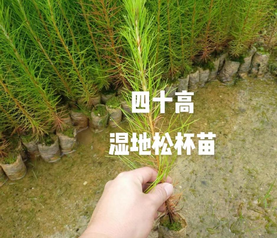 马尾松苗基地