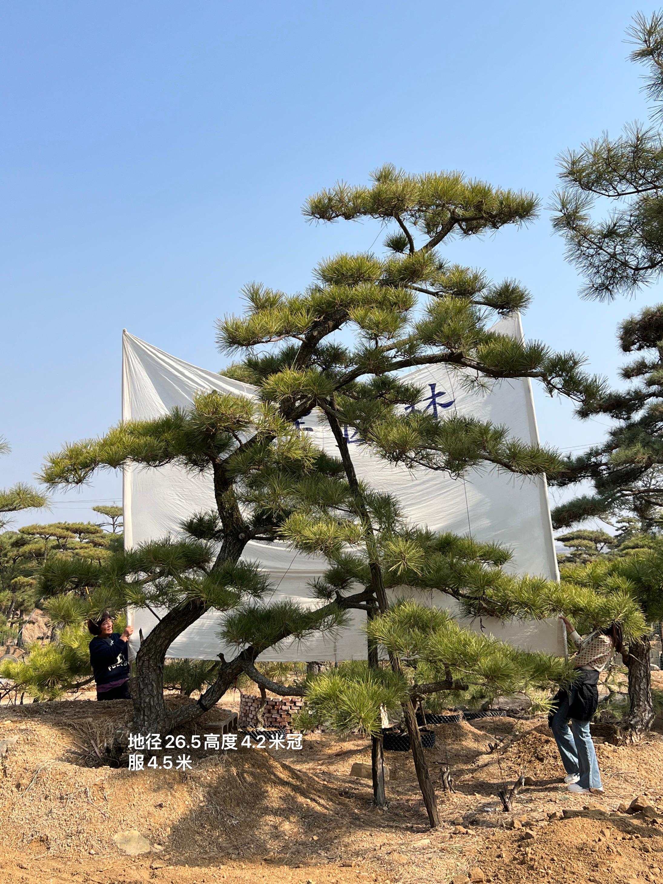 平顶松生产基地实拍
