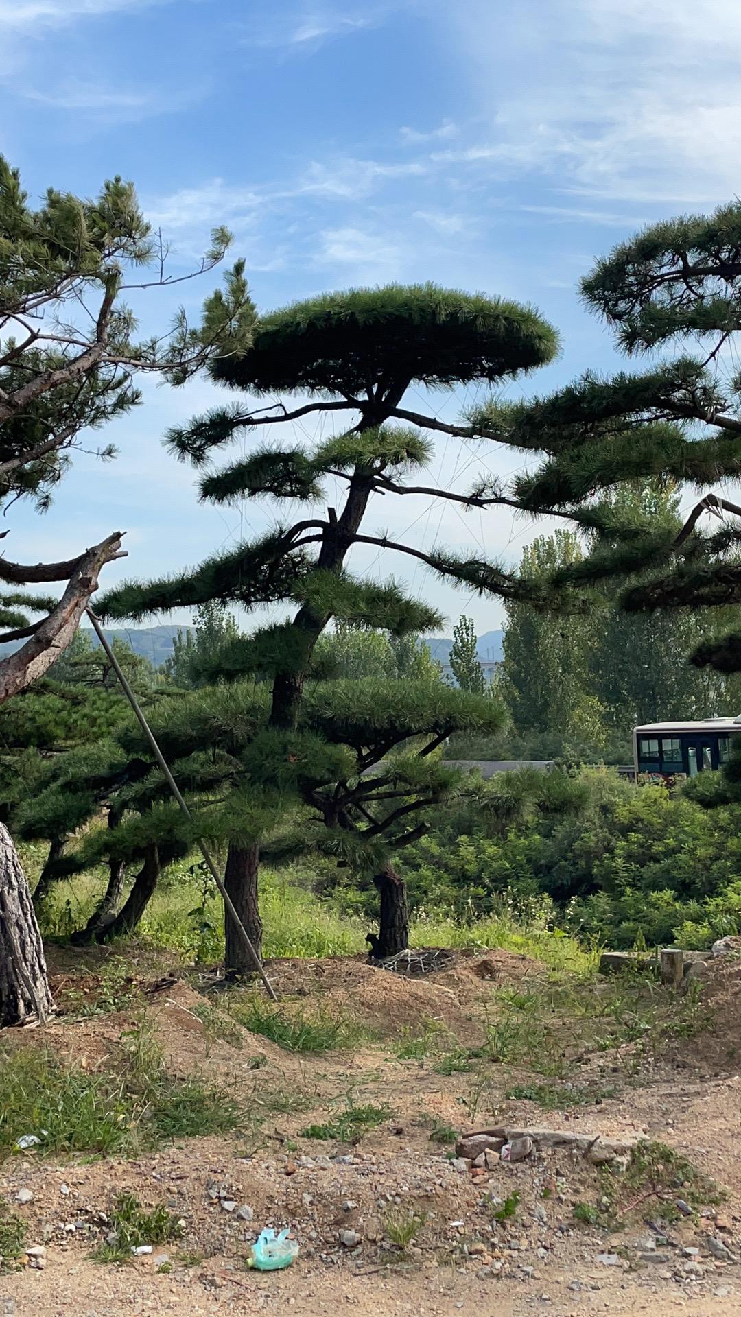造型油松基地