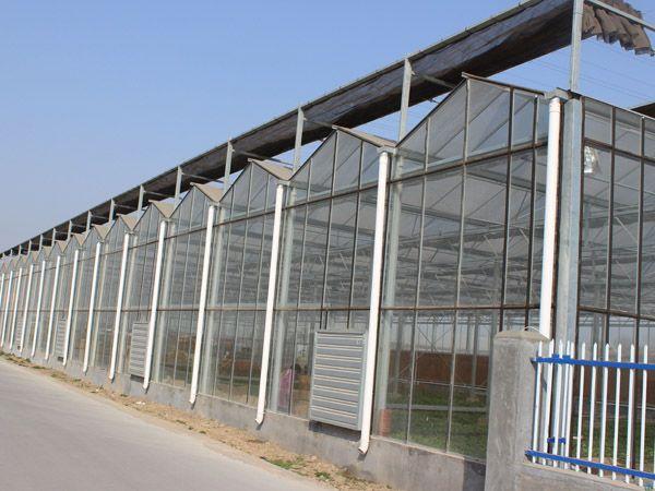 山东大楚温室工程有限公司温室大棚案例