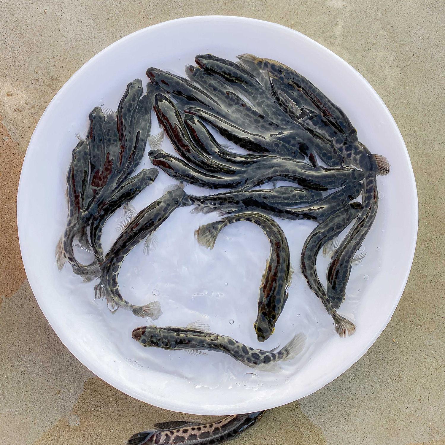 鱼苗活力检测