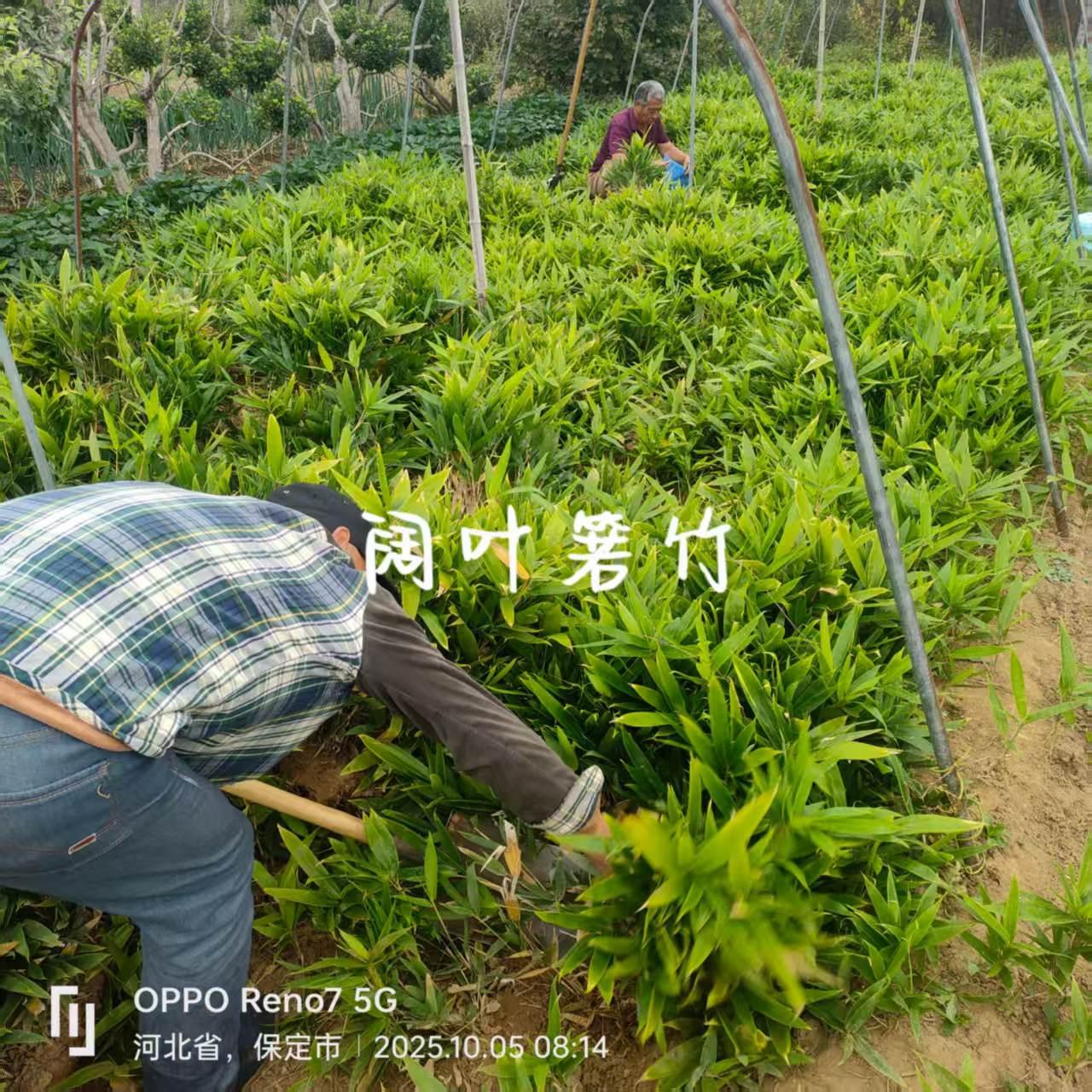 美丽箬竹基地