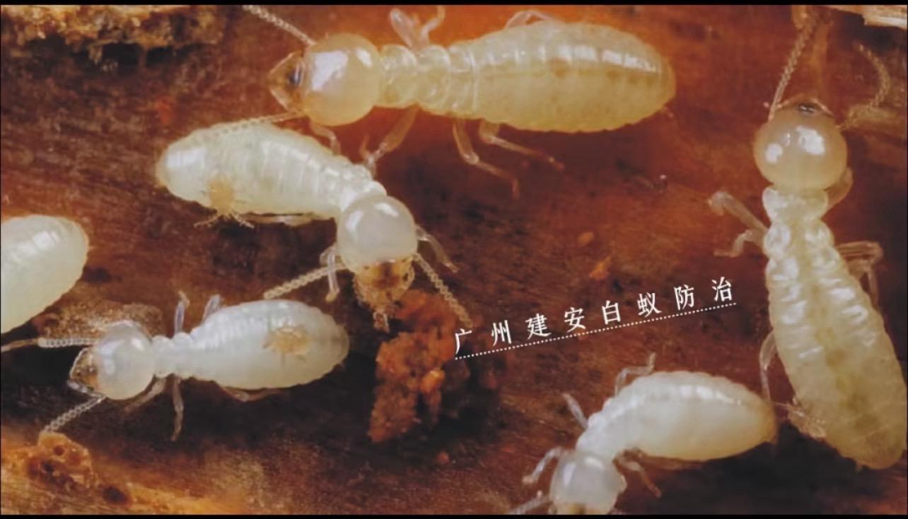 广州市建安白蚁害虫防治有限公司