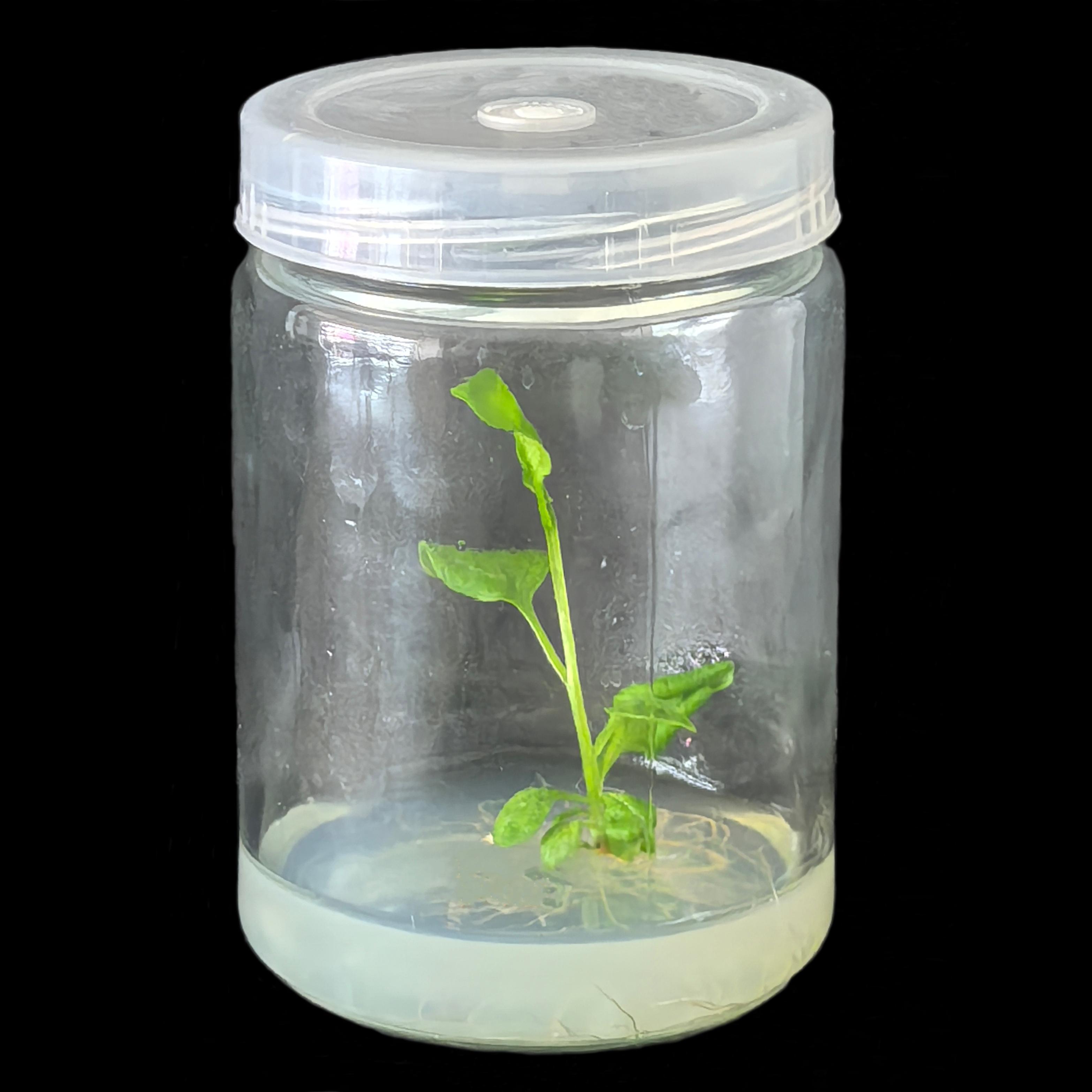 陕西博瑞德生物科技有限公司实验室