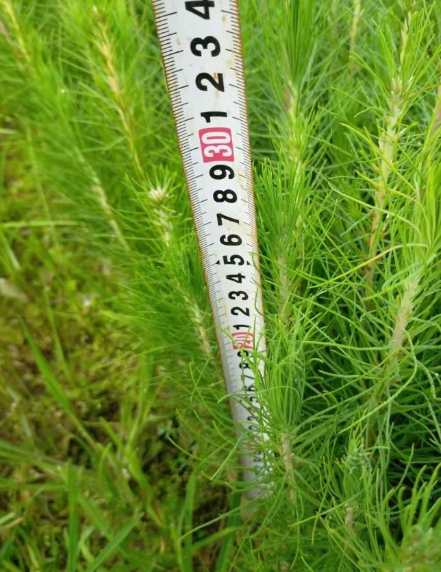 马尾松杯苗产品实拍