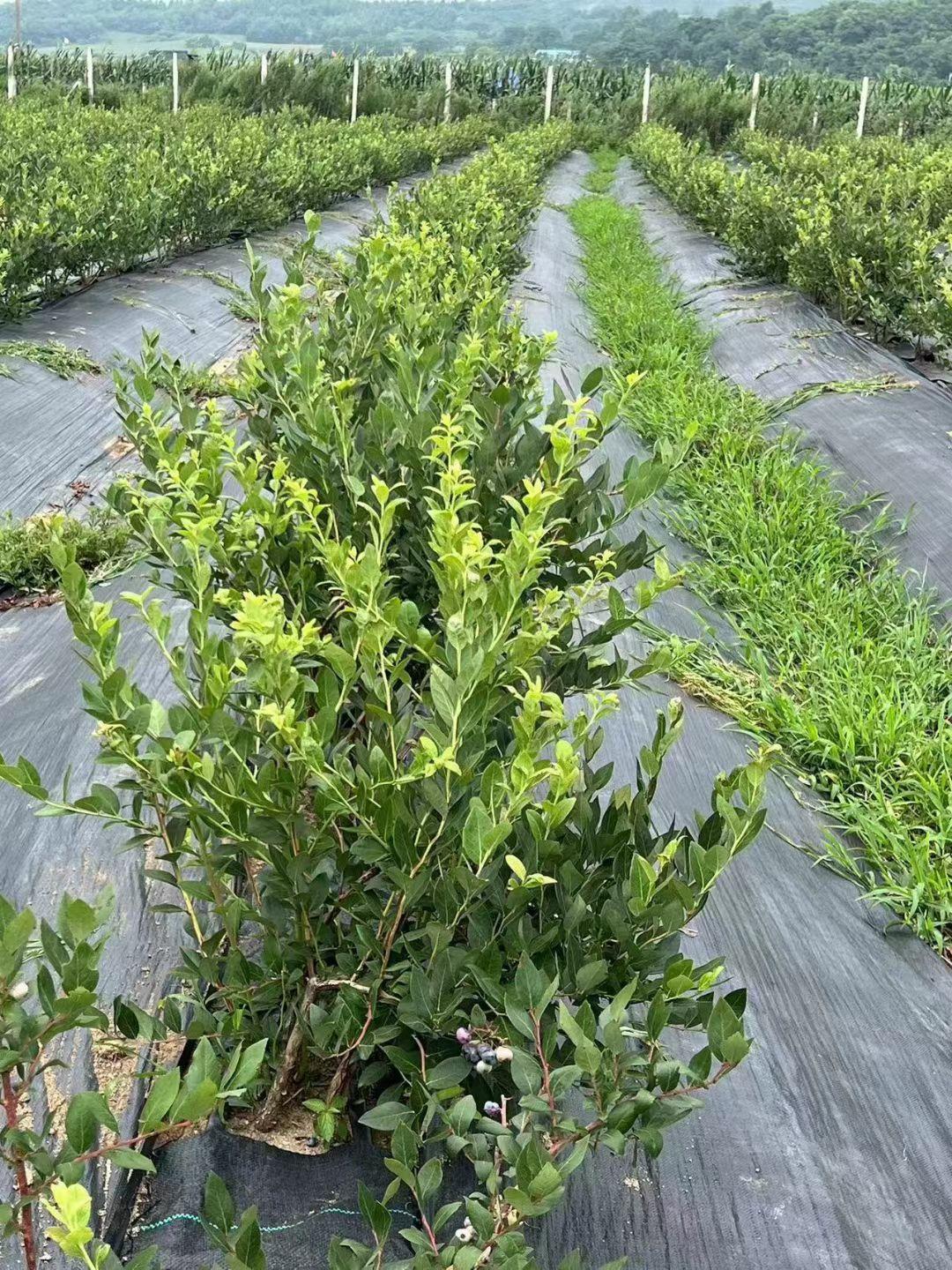 德州悦润新材料有限公司厂区