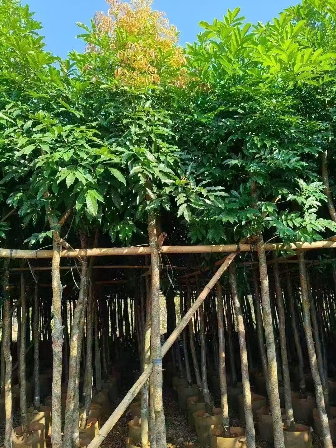 更多图片