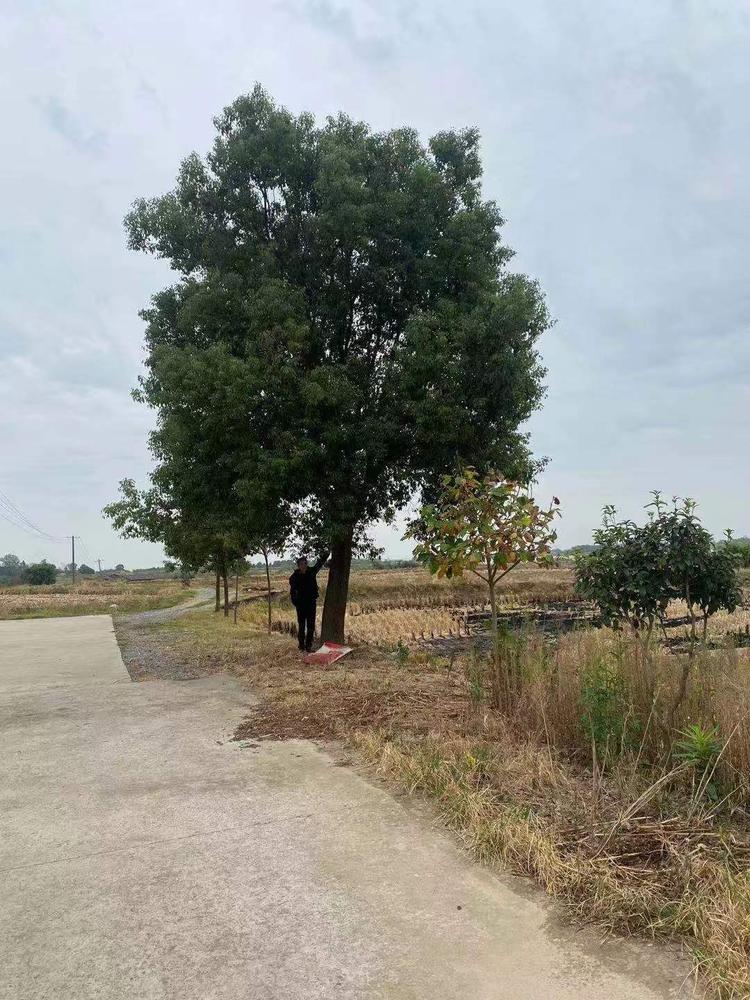 荆门树多多苗木有限公司香樟基地实景