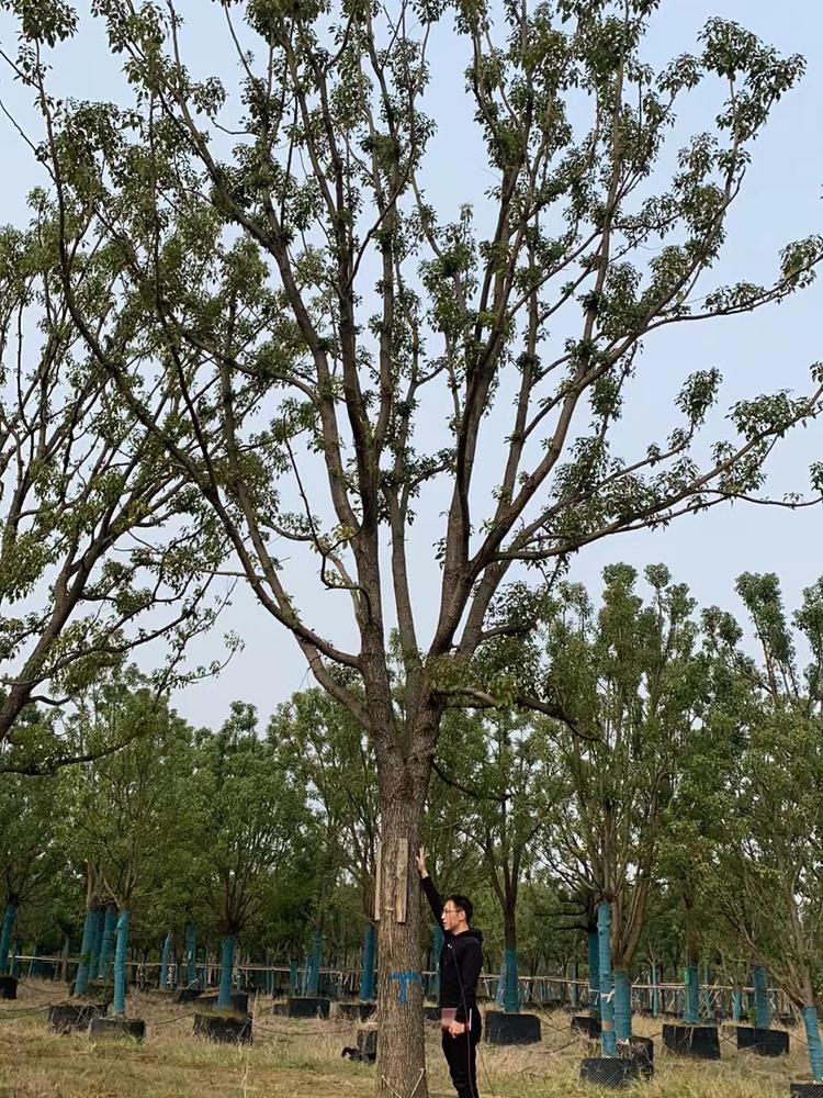 湖北袋苗香樟批发商-荆门树多多苗木有限公司