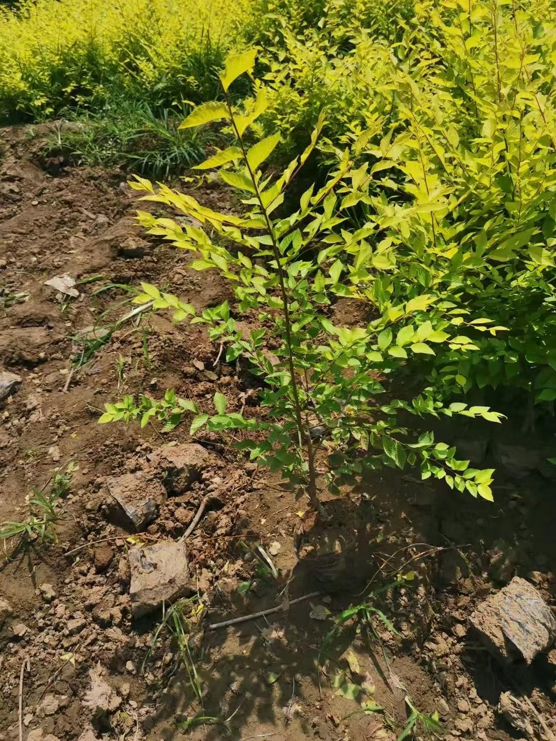 定州搏旺园林绿化工程有限公司暴马丁香基地
