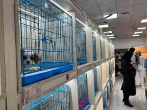 2026年深圳老牌犬舍机构推荐:正规实体宠物基地直售,明码标价无隐形消费