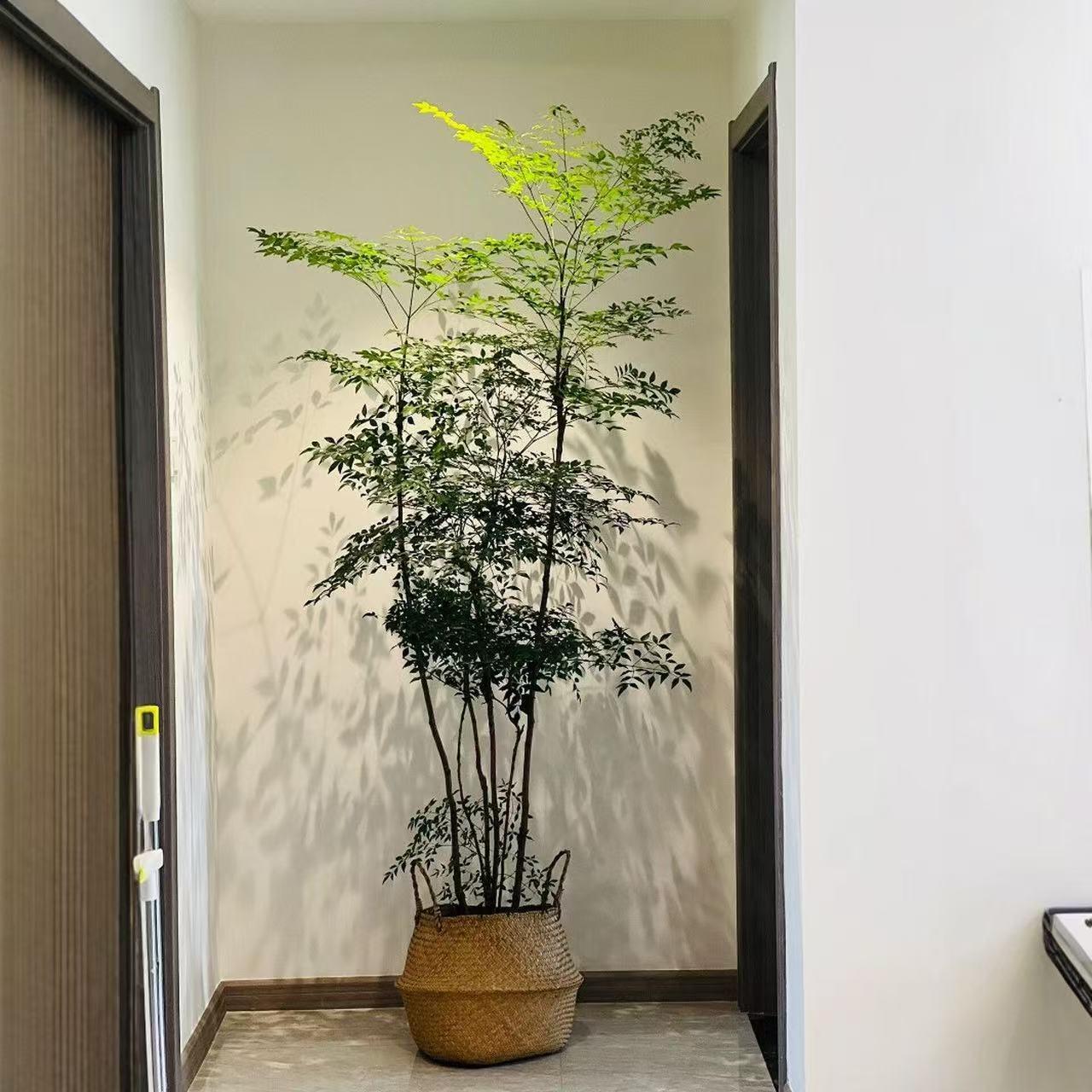 江西碧盈多肉绿植基地
