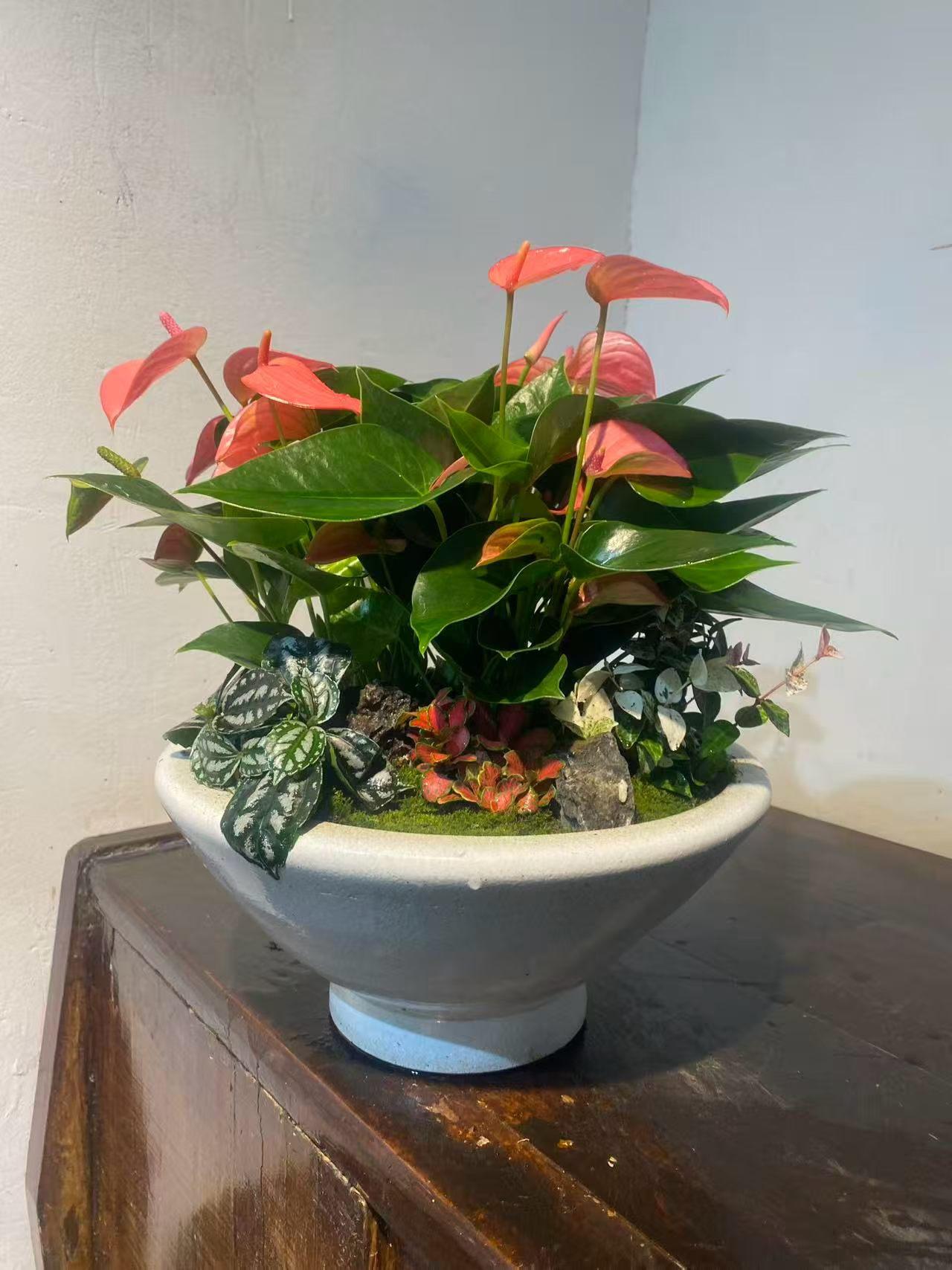 江西碧盈花卉基地实景