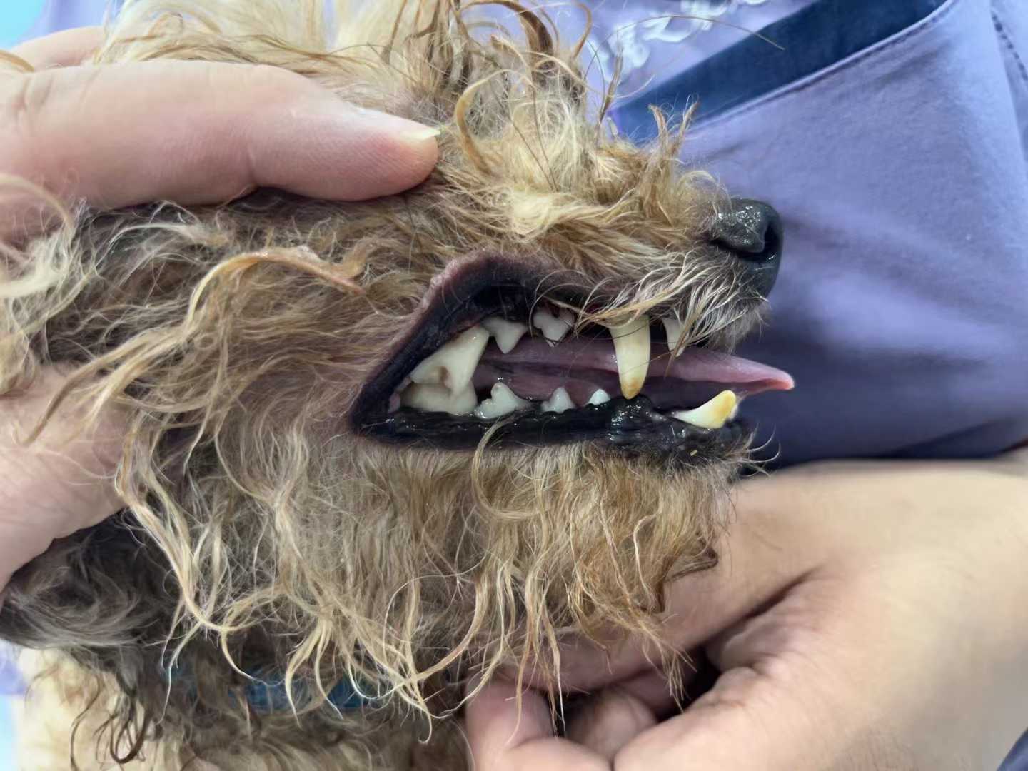爱宠之家宠物医院手术室