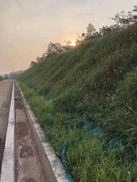 喷播绿化效果图