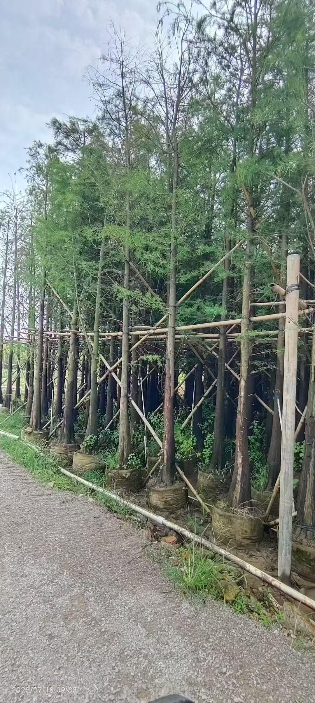 垂叶榕苗木展示