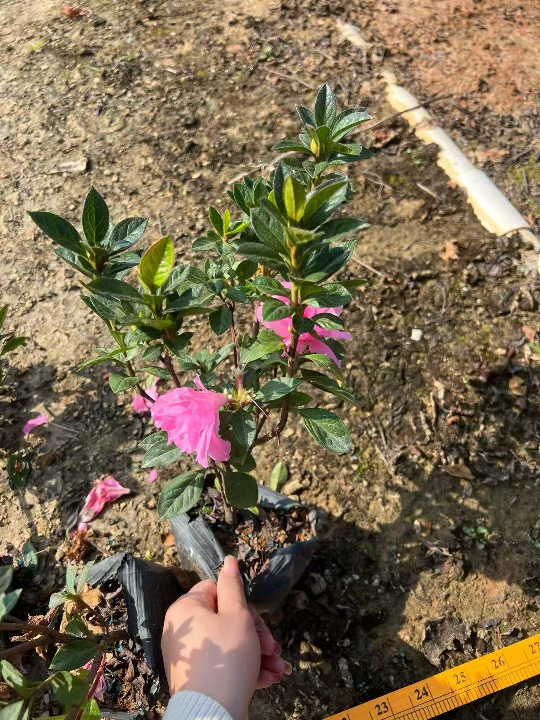 苗木打包与质检现场