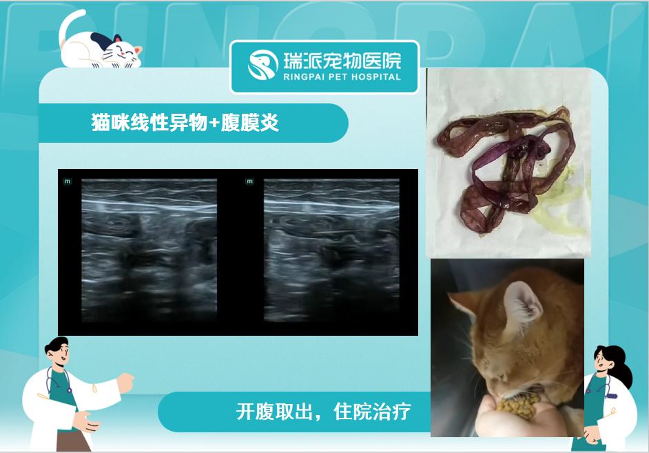 深圳宠物医院品牌