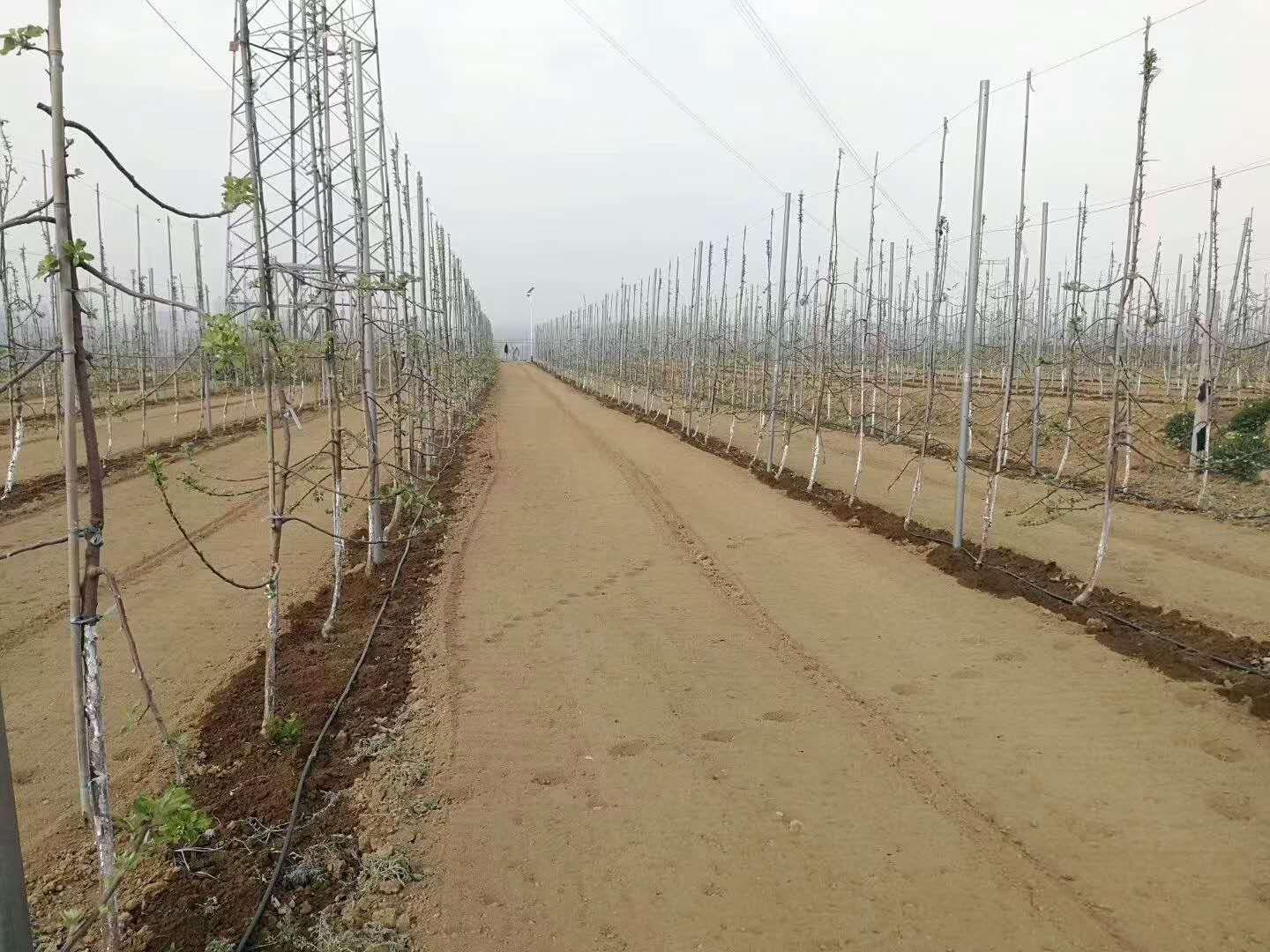 滴灌管应用场景