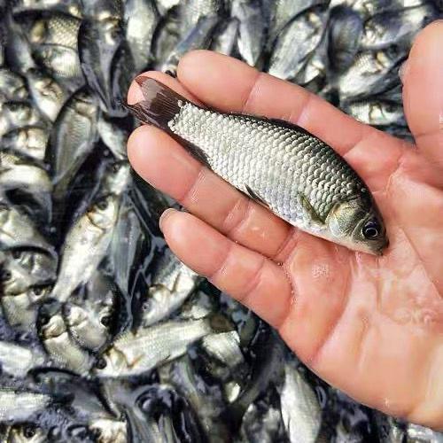 港兴水产鱼苗质检与打包流程