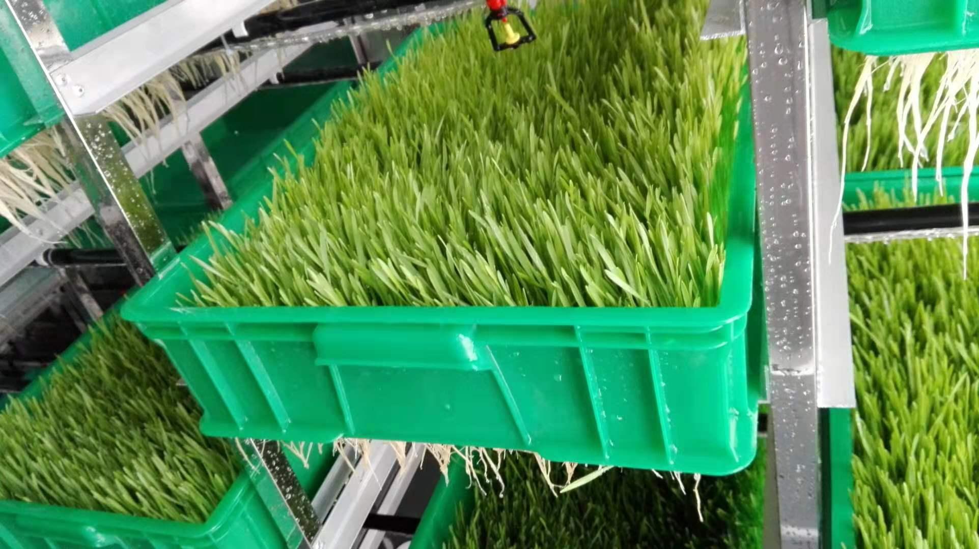 豆芽王机械生产线设备