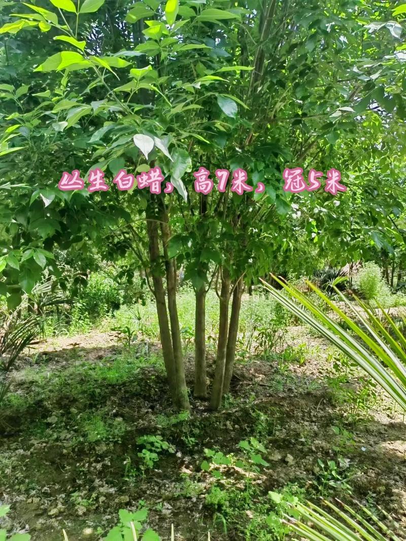 保定峻熙苗木基地实景