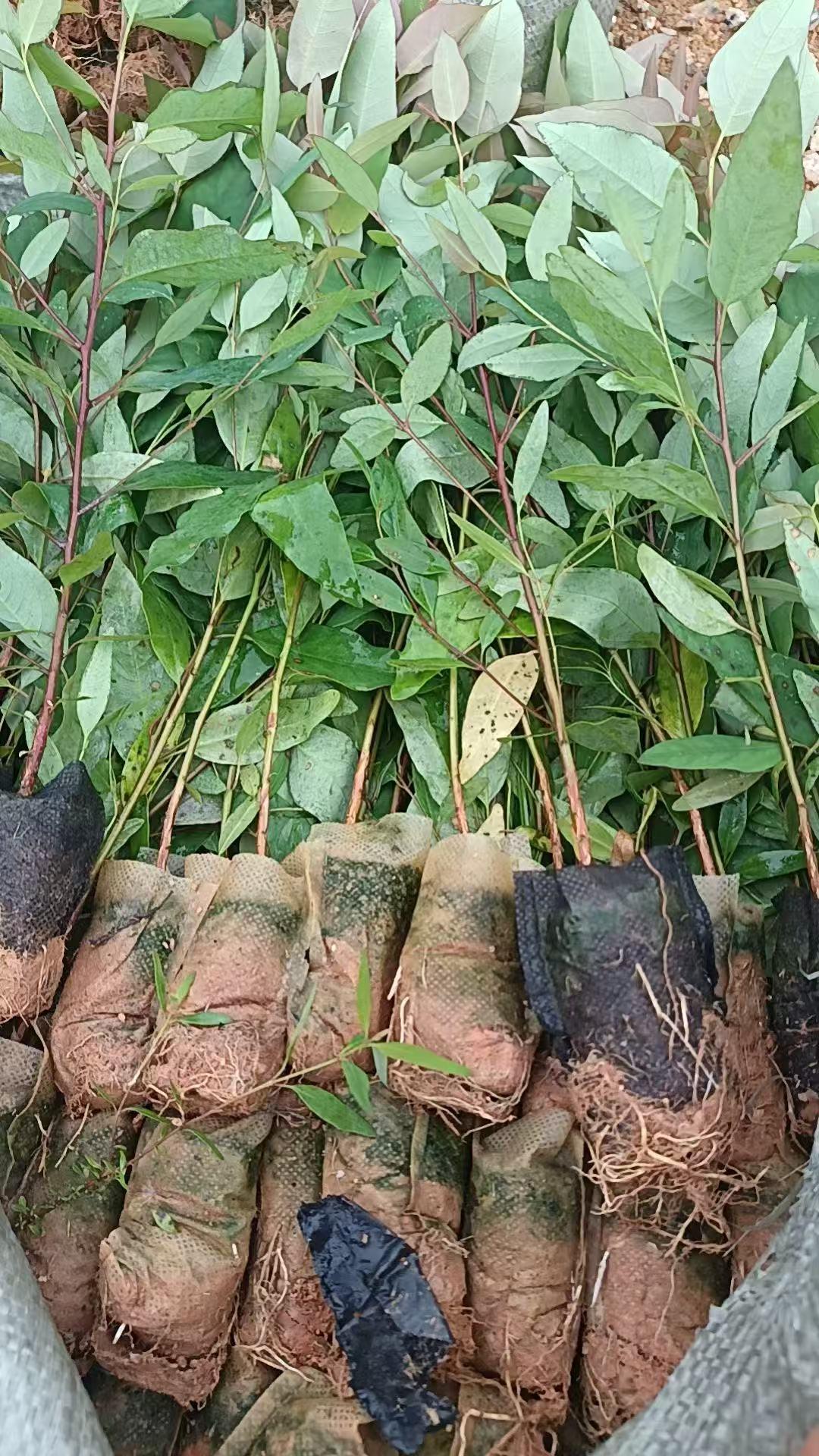 广州木棉供应商