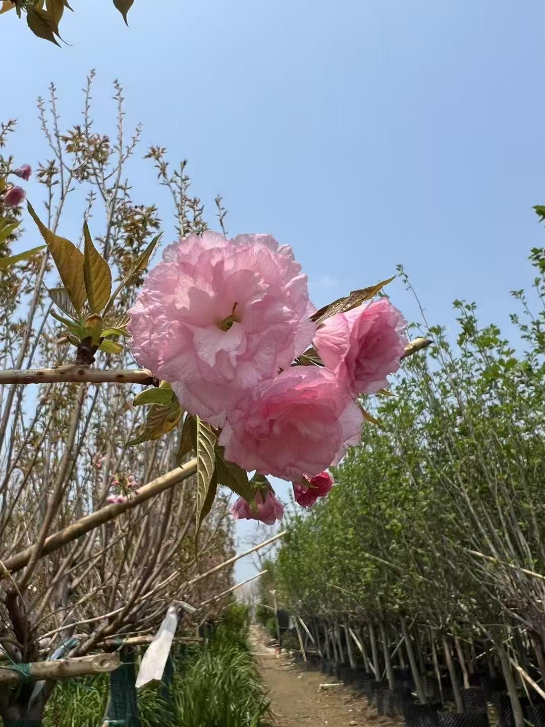 凤尾仙厂家