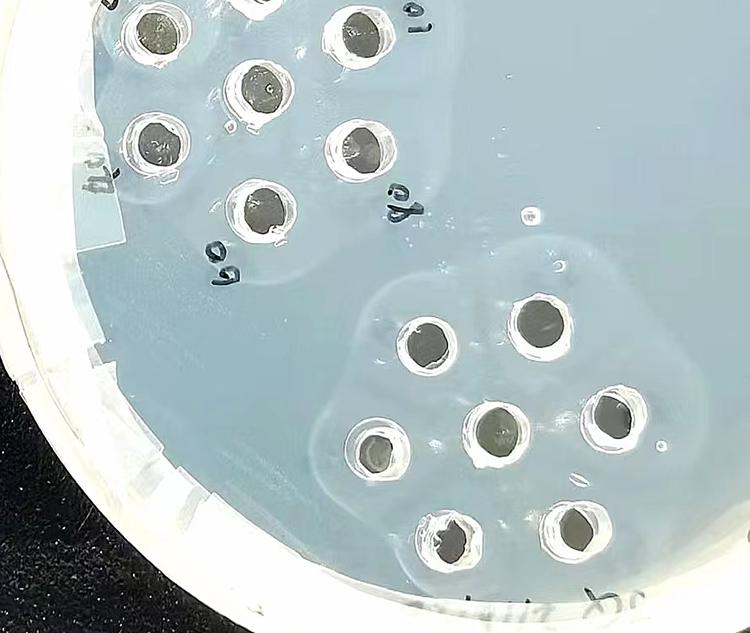 重组白蛋白生产线