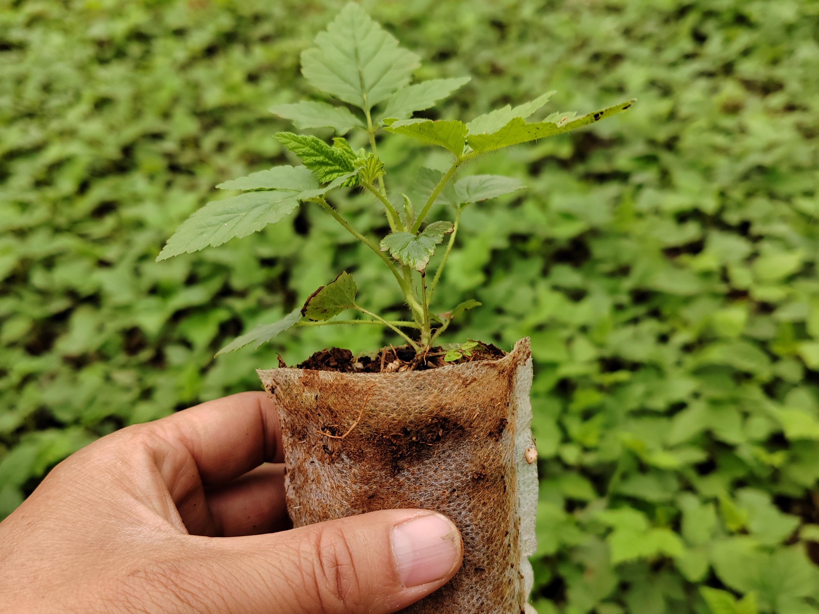 昆明红树莓苗源头厂家