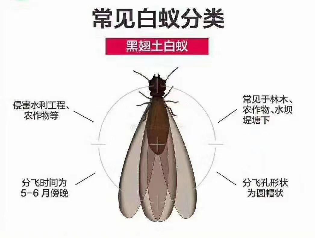 新建房白蚁预防企业示例