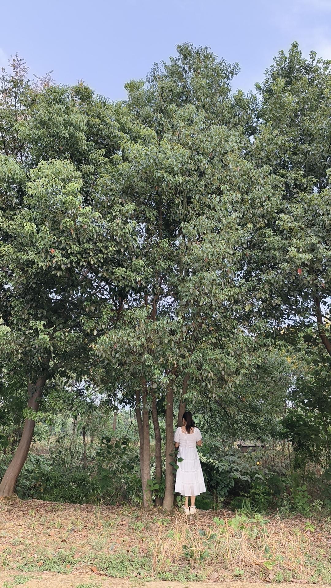 截杆香樟树培育现场