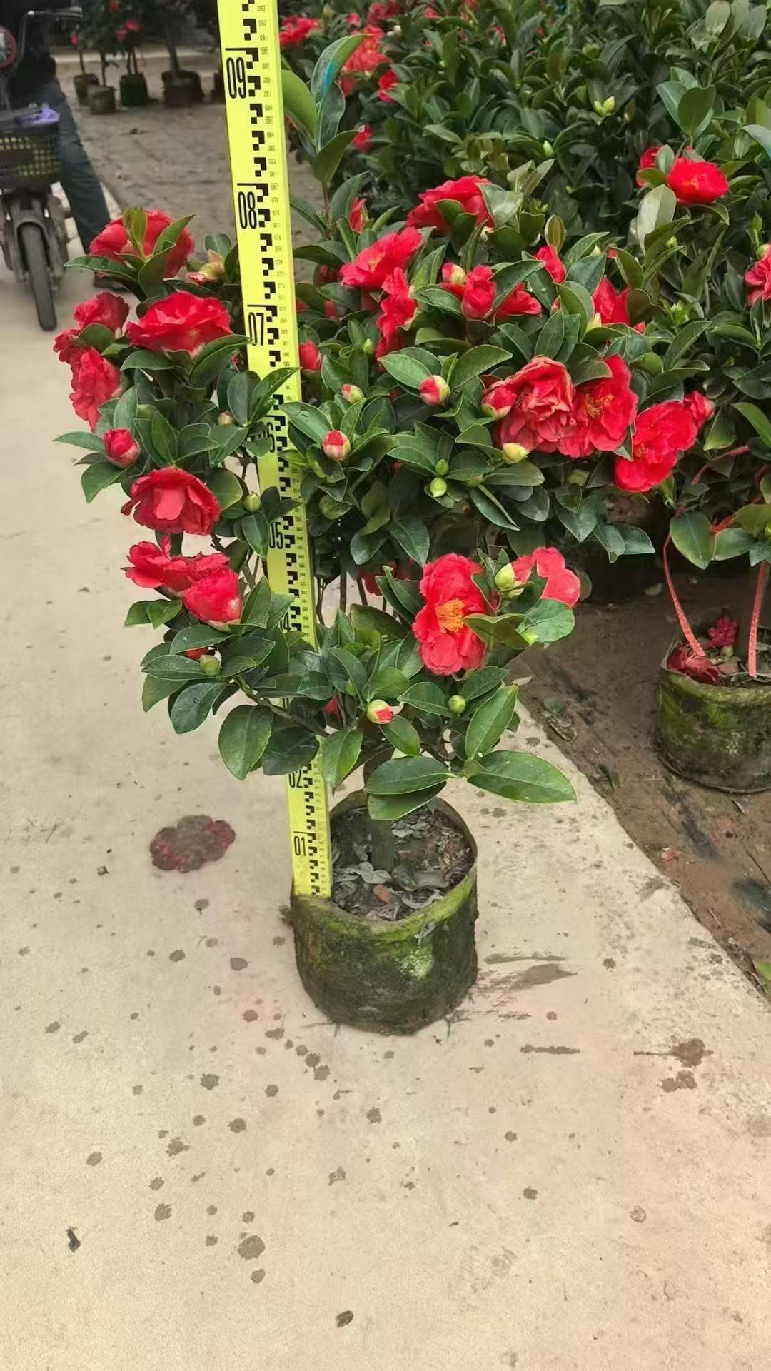 苗木打包运输
