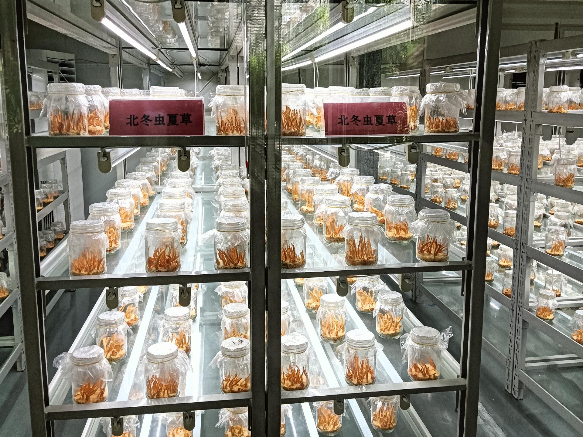 河北物流苗床源头厂家