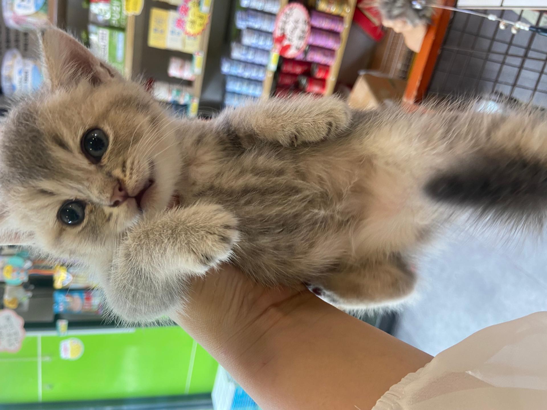 呆萌宠物馆门店
