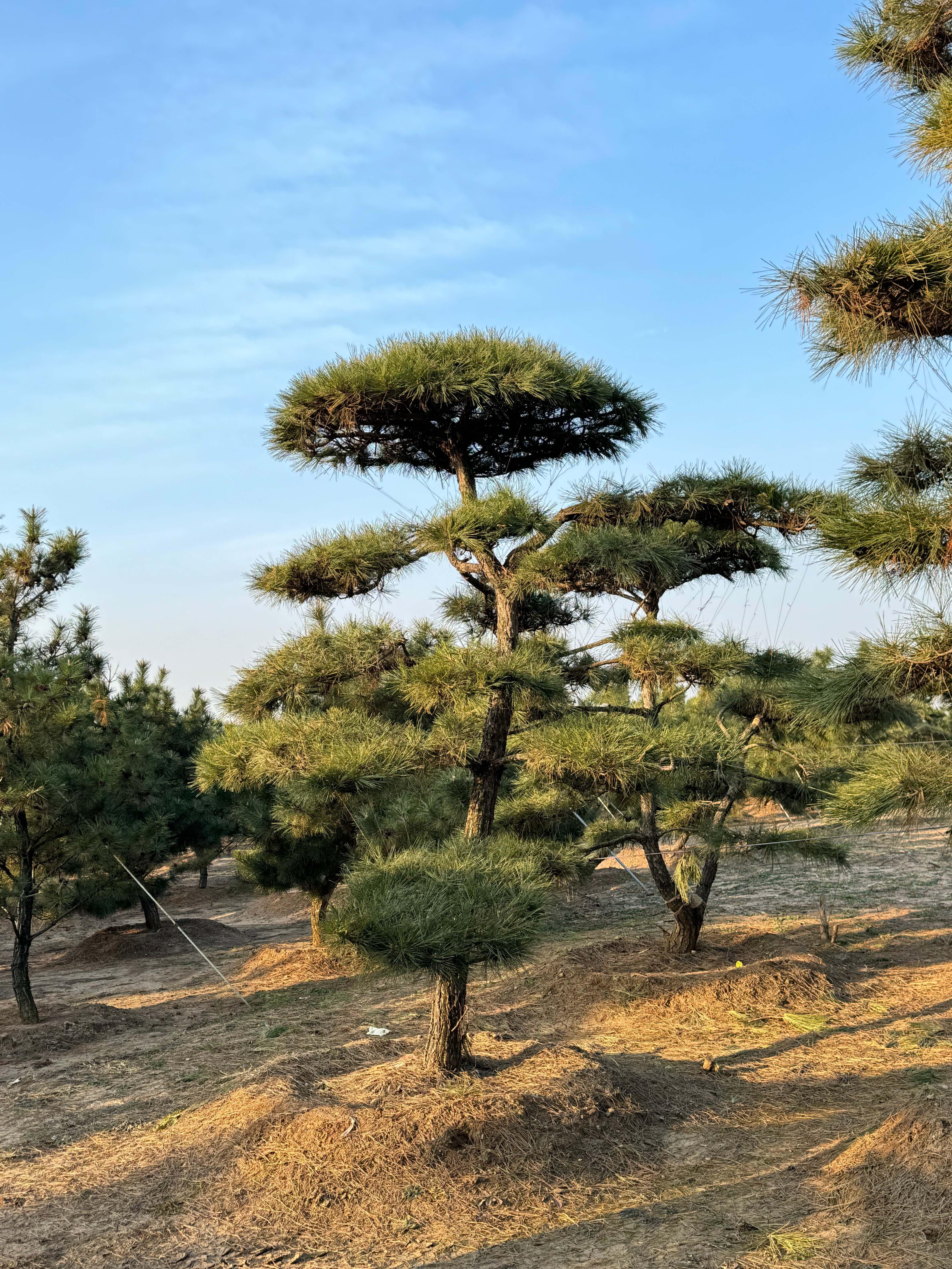 山东军辉园林绿化有限公司基地实景