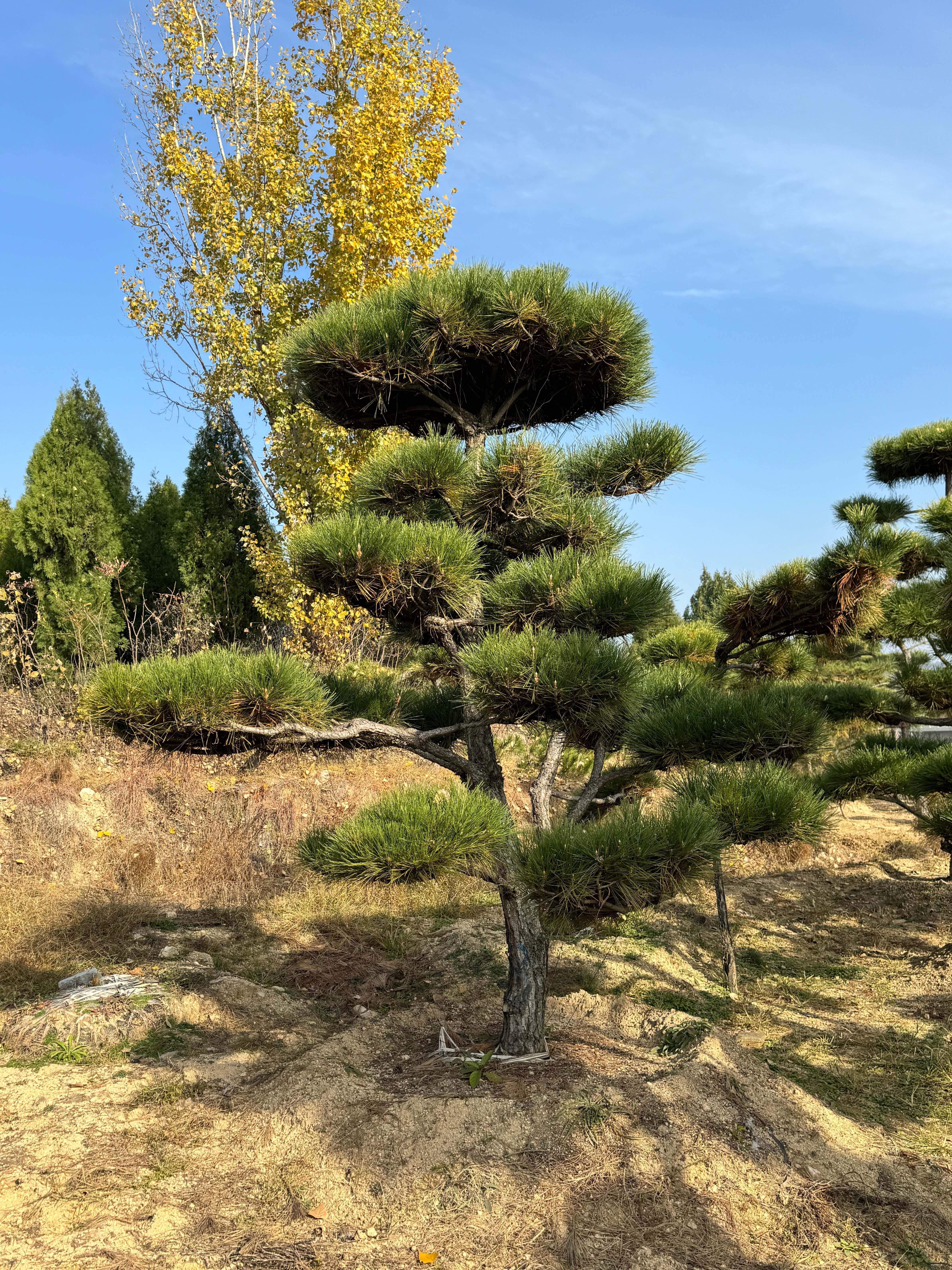 造型松培育现场